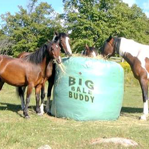 Horse Feeding and Watering
